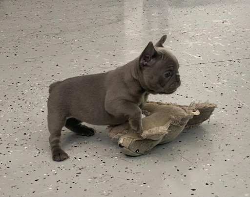 Lilac French Bulldog Puppy